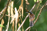 Black-capped Donacobius (Donacobius atricapilla)