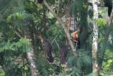 Hoatzin (Opisthocomus hoazin)