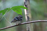 Dot-backed Antbird (Hylophylax punctulatus)