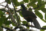 Andean Guan (Penelope montagnii)