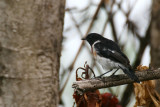 African Stonechat (Saxicola torquatus)