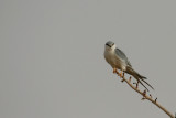 Scissor-tailed Kite (Chelictinia riocourii)