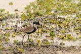 Spur-winged Lapwing (Vanellus spinosus)