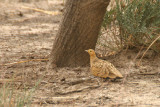 Chestnut-bellied Sandgrouse (Pterocles exustus)