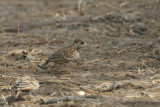 Chestnut-backed Sparrow-Lark (Eremopterix leucotis)