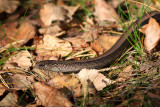 Slow Worm (Anguis fragilis)