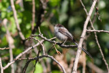 Long-tailed Tit (Aegithalos caudatus major)