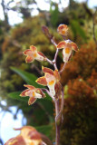 Ray Shaped Caucaea (Caucaea radiata)