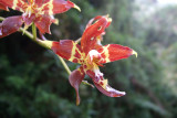 Golden Oncidium (Odontoglossum cristatellum) ?