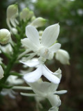 Thrice Folded Calanthe (Calanthe triplicata)