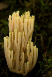 Ramaria stricta - Rechte Koraalzwam - Strict-branch Coral