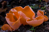 Aleuria aurantia - Grote Oranje Bekerzwam - Orange Peel Fungus