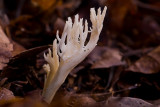Clavulina rugosa - Rimpelige koraalzwam - Wrinkled Coral Fungus