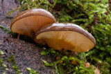 Sarcomyxa serotina - Groene Schelpzwam - Olive Oysterling