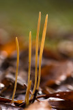 Clavariadelphus junceus - Draadknotszwam - Fairy Clubs
