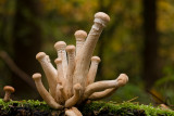 Armillaria ostoyae - Sombere Honingzwam - Dark Honey Fungus