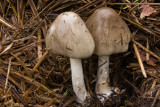 Volvariella gloiocephala - Gewone Beurszwam - Stubble Rosegill