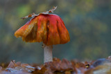 Amanita muscari - Vliegenzwam - Fly Agaric