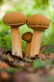 Phaeolepiota aurea - Goudhoed - Golden Bootleg