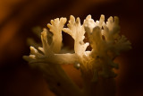 Clavulina rugosa - Rimpelige koraalzwam - Wrinkled Coral Fungus