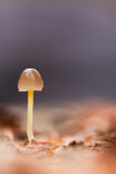 Mycena epipterygia - Graskleefsteelmycena - Yellowleg Bonnet
