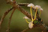 Mycena epipterygioides - Dennenkleefsteelmycena - Yellowleg Bonnet