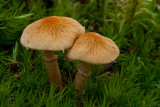 Cystoderma amianthinum - Okergele Korrelhoed - Saffron Parasol