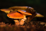 Suillus grevillei - Gele Ringboleet - Larch Bolete