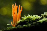 Calocera viscosa - Kleverig koraalzwammetje - Yellow Stagshorn