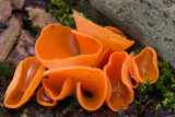 Aleuria aurantia - Grote Oranje Bekerzwam - Orange Peel Fungus