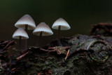 Mycena galopus var. nigra - Zwarte Melksteelmycena - Black Milking Bonnet