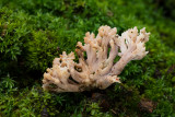 Clavulina coralloides - Witte Koraalzwam - White Coral Fungus