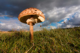 Macrolepiota procera - Grote Parasolzwam - Parasol
