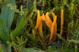 Clavulinopsis helveola - Gele Knotszwam - Yellow Club