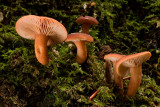 Lactarius aurantiacus - Oranje Melkzwam - Orange Milkcap