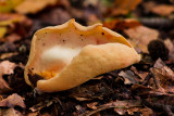 Otidea onotica - Gewoon Varkensoor - Hares Ear