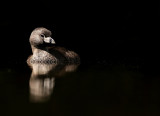 Dikbekfuut - Podilymbus podiceps -Pied-Billed Grebe