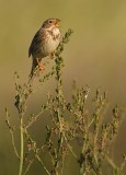 Grauwe Gors - Emberiza calandra - Corn Bunting