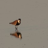 Sporenkievit - Vanellus spinosus - Spur-Winged Lapwing