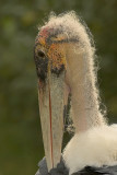 Maraboe - Leptoptilos crumeniferus - Marabou Stork