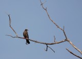 Witkop- Cubaduif  - Columba leucocephala - White crowned Pigeon