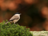 Glanskop - Parus palustris - Marsh Tit