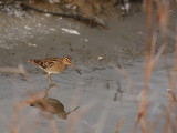 Watersnip - Gallinago gallinago - Snipe