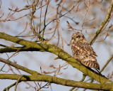 Velduil - Asio flammeus - Short-eared Owl