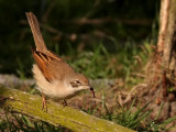 Grasmus - Sylvia communis - Whitethroat