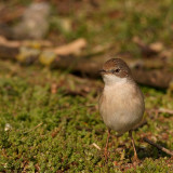 Grasmus - Sylvia communis - Whitethroat