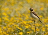 Oostelijke Blonde Tapuit - Oenanthe melanoleuca - Eastern Black-eared Wheatear