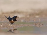 Boerenzwaluw - Hirundo rustica - Swallow