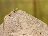 Reuzensmaragdhagedis - Lacerta trilineata - Balkan Green Lizard