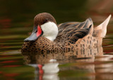 Bahamapijlstaart - Anas bahamensis - White-Cheeked Pintail